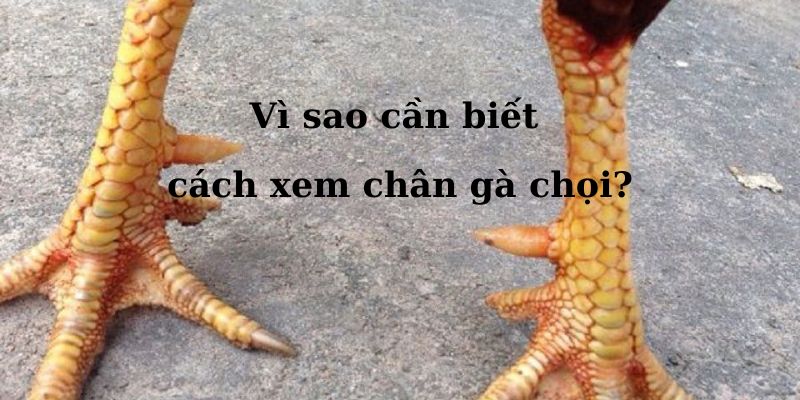 Lý do cần biết cách xem chân gà chọi