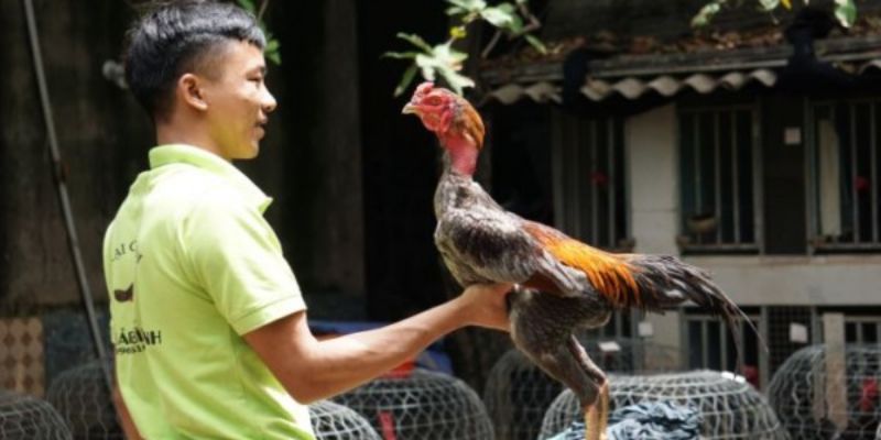 thong-tin-tong-quan-ve-ga-choi-thai-lan