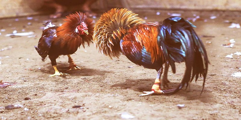 Màu mạng gà đá với mệnh hỏa có lỗi đánh rất mãnh liệt