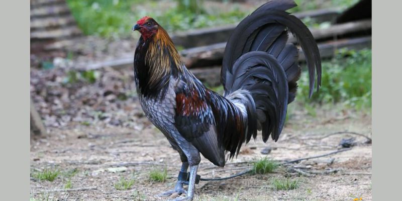 Một số lưu ý quan trọng mà người chơi cần phải ghi nhớ