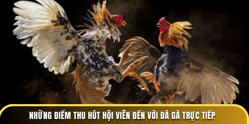 Những điểm thu hút hội viên đến với đá gà trực tiếp
