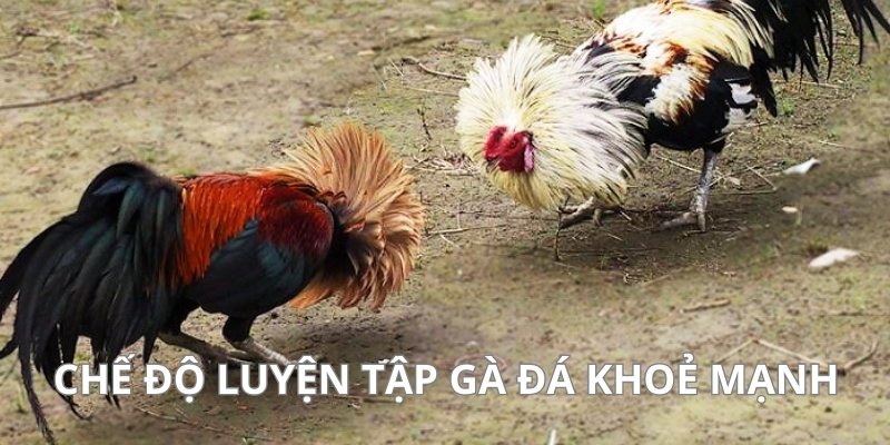 Thiết lập chế độ luyện tập tăng cường sức chiến hiệu quả