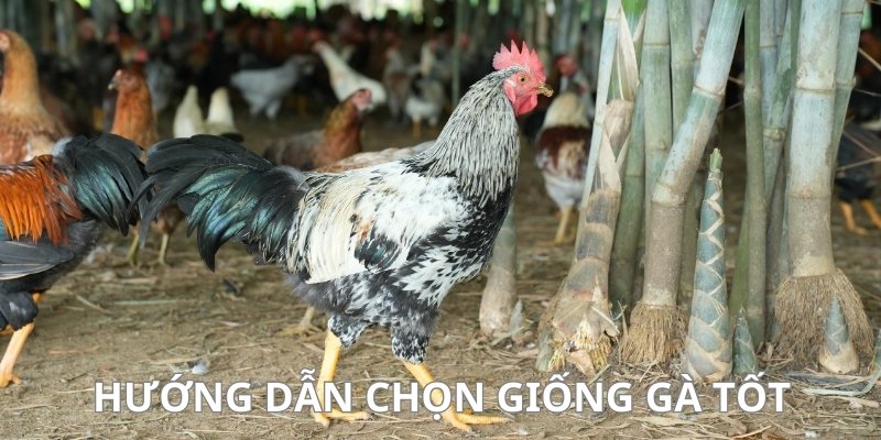 Hướng dẫn chọn giống tốt bảo đảm chất lượng