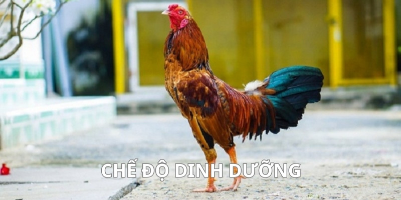 Tăng cường dinh dưỡng nuôi gà đá cựa sắt khoẻ mạnh