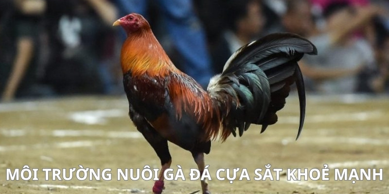 Tạo môi trường sống tốt hạn chế rủi ro bệnh tật