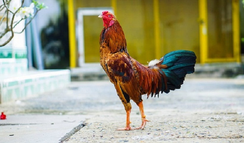 Chọn giống chiến kê bố mẹ tốt tạo chất lượng cao