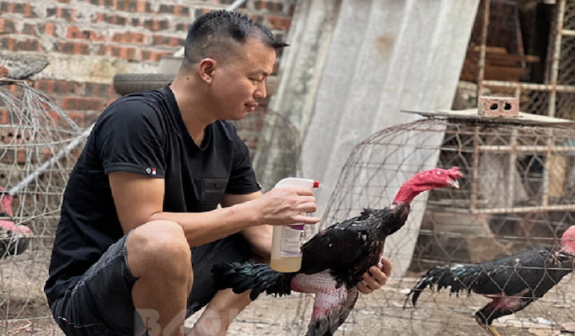 Lưu ý khi chăm sóc chiến kê làm giàu