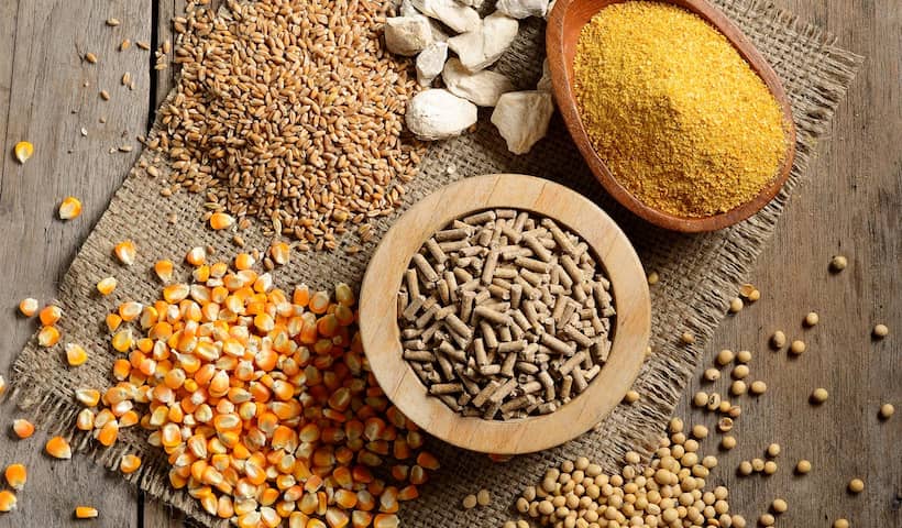 Phương pháp chăm sóc hợp lý tạo thần kê