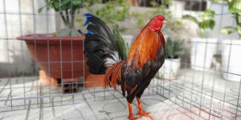 Bổ sung dinh dưỡng cần thiết