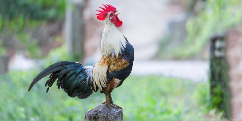 Các loại thức ăn tốt nhất