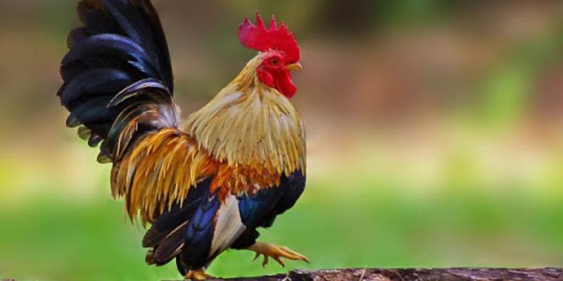 Chú ý môi trường của chiến kê