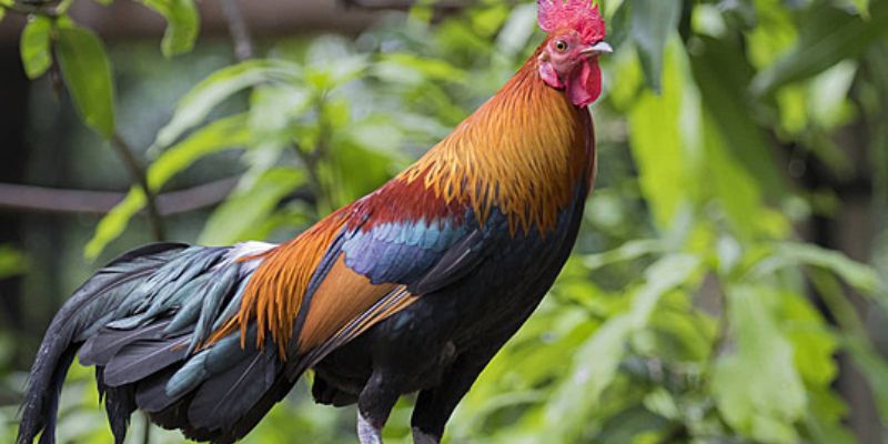 Giới thiệu giai đoạn quan trọng