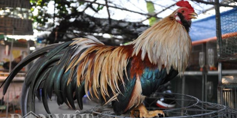 Chăm sóc cẩn thận, kỹ càng