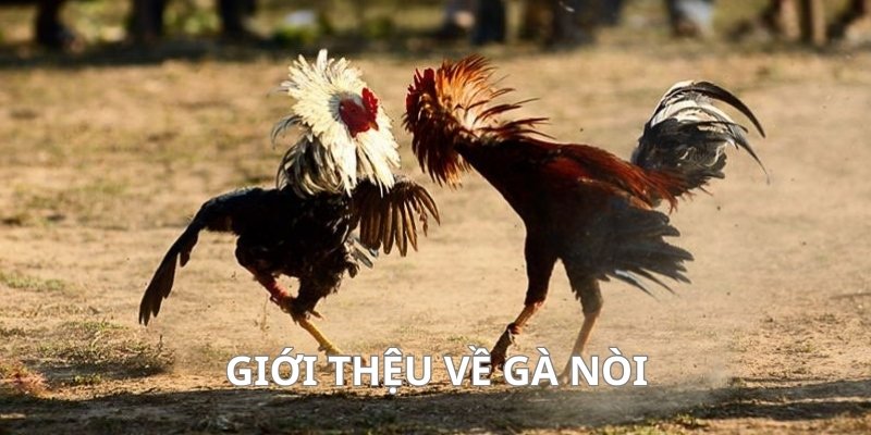 Giới thiệu đôi nét về gà nòi