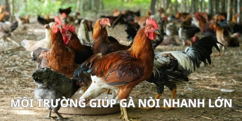 Thiết kế môi trường sống phù hợp giúp chiến kê hạn chế bị bệnh