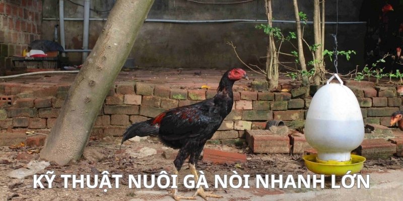 Nắm rõ lưu ý hỗ trợ nuôi gà ngày càng phát triển