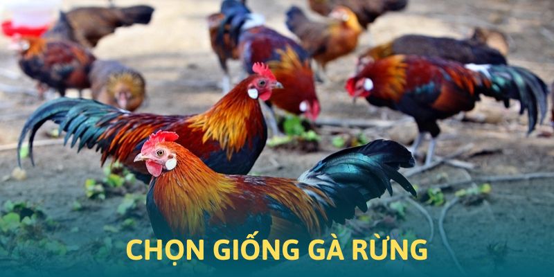 Cách chọn giống nuôi gà rừng hợp lý