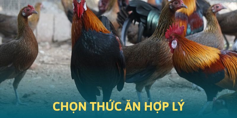 Cách chọn thức ăn nuôi gà rừng hợp lý