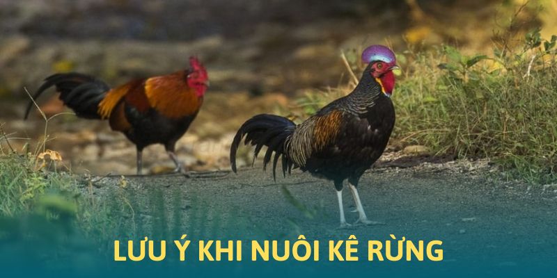 Những lưu ý khi chăn nuôi kê rừng