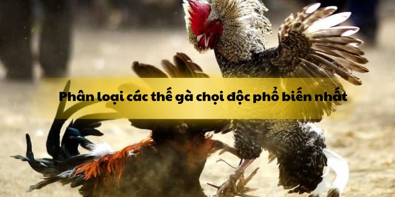Phân loại các thế gà chọi độc phổ biến từ các sư kê