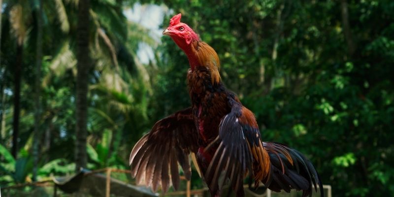 Cần nhớ gì khi phơi nắng gà đá?