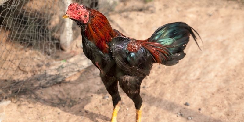 Kỹ thuật để phơi chiến kê đúng cách