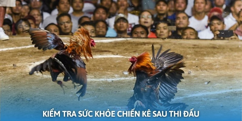 Phương pháp chăm sóc gà đá sau trận đấu bạn cần biết