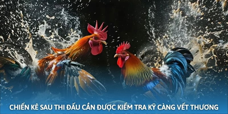 Nhận biết sức khỏe chiến kê sau khi thi đấu qua nhiều đặc điểm