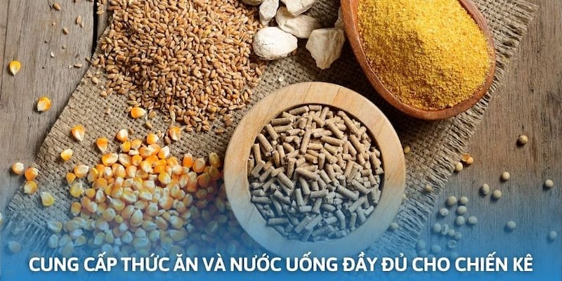 Thức ănn và nước uống của gà sau trận đấu