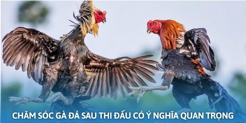 Ý nghĩa việc chăm sóc gà chọi sau thi đấu