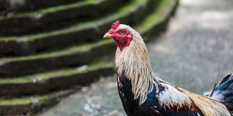 Giới thiệu vài nét đặc trưng về chiến kê xám thần