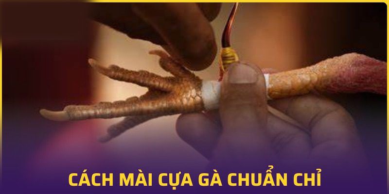 Quy trình chuẩn giúp mài cựa đúng dáng và sắc bén nhất