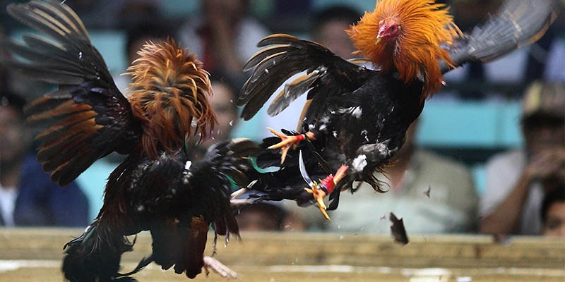 Sư kê Mít Trà Cú góp phần làm chuyên nghiệp hóa giới chọi kê