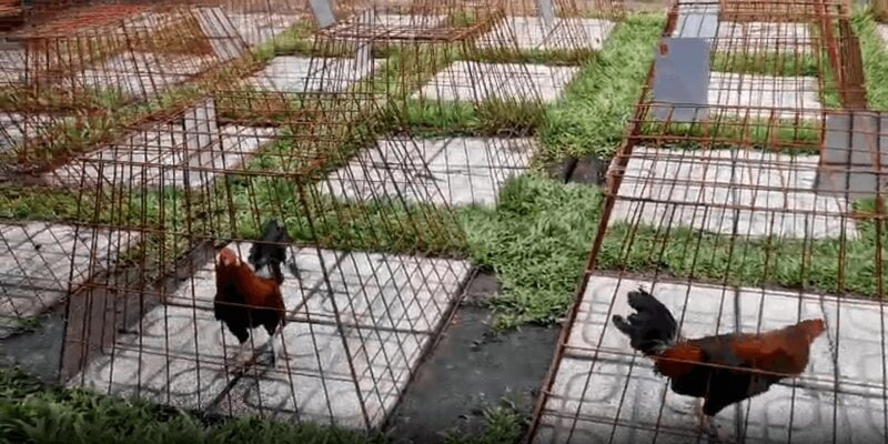 Những điều thú vị đằng sau trại gà của sư kê Phúc Bình Dương
