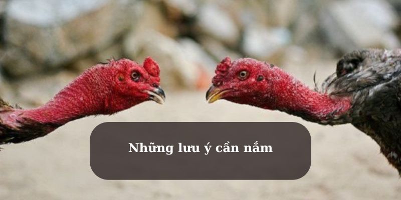 Lý do cần thực hiện vần hơi cho gà chọi
