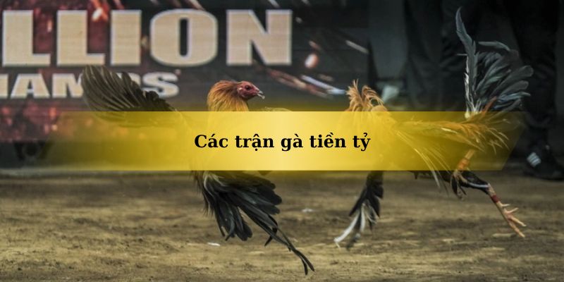 Giới thiệu sơ bộ về các trận gà tiền tỷ hiện nay