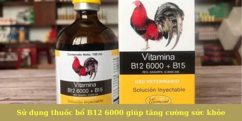 Sử dụng thuốc bổ B12 6000 sẽ giúp chiến kê cựa sắt tăng cường sức khỏe