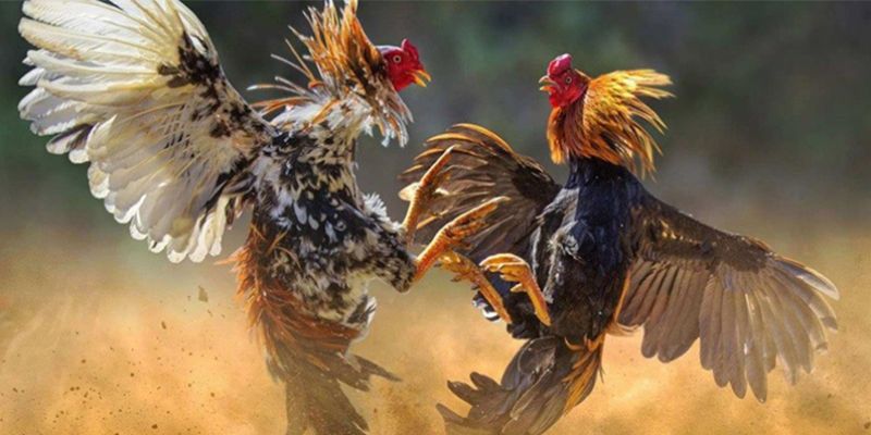 Giao dịch nhanh chóng cùng trang chọi gà uy tín