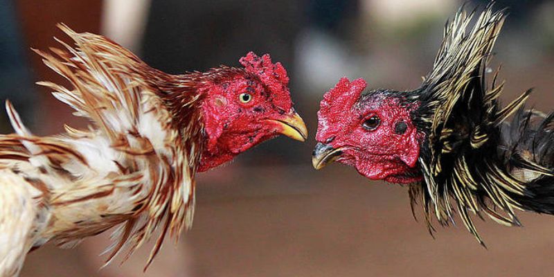 Nền tảng cược chọi kê được đăng ký hợp pháp